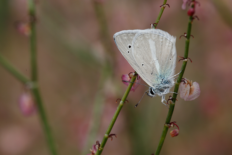 Polyommatus damocles (kanduli)