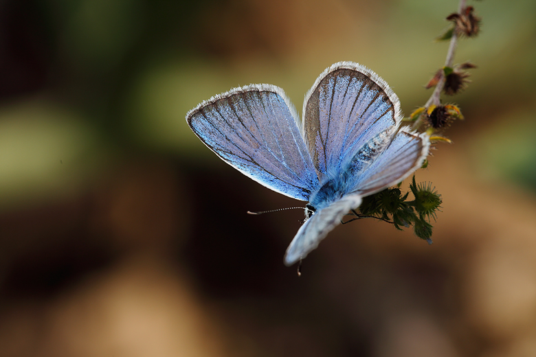 Polyommatus huberti