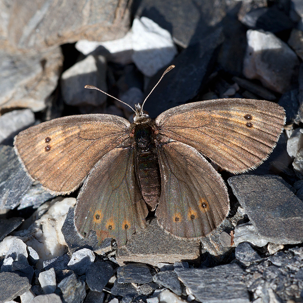 Erebia arvernensis