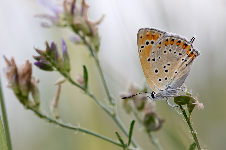 Lycaena thetis