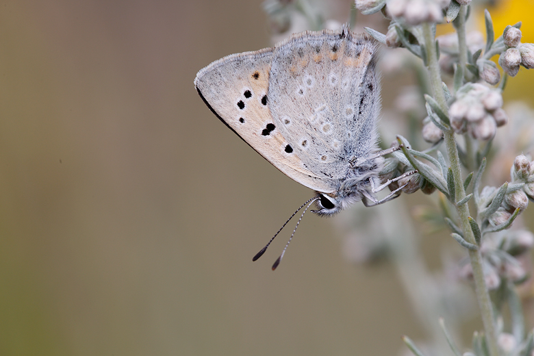 Lycaena thetis