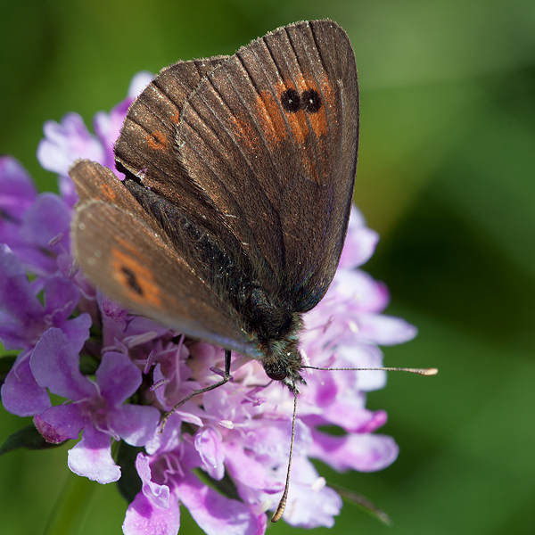 Erebia arvernensis