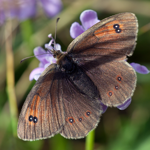 Erebia arvernensis