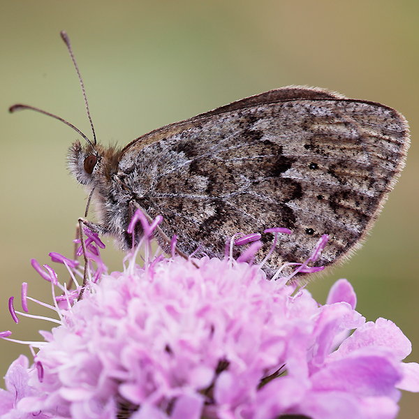 Erebia arvernensis