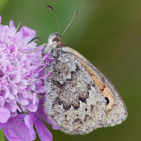 Erebia arvernensis