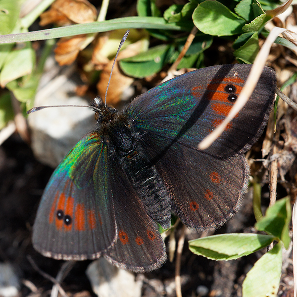 Erebia arvernensis