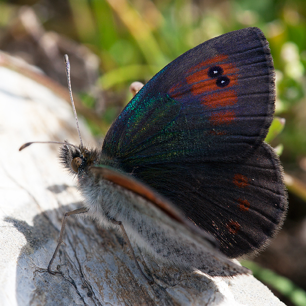 Erebia arvernensis