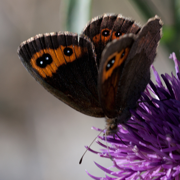 Erebia neoridas