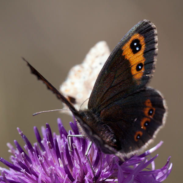 Erebia neoridas