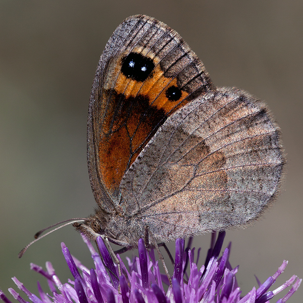 Erebia neoridas