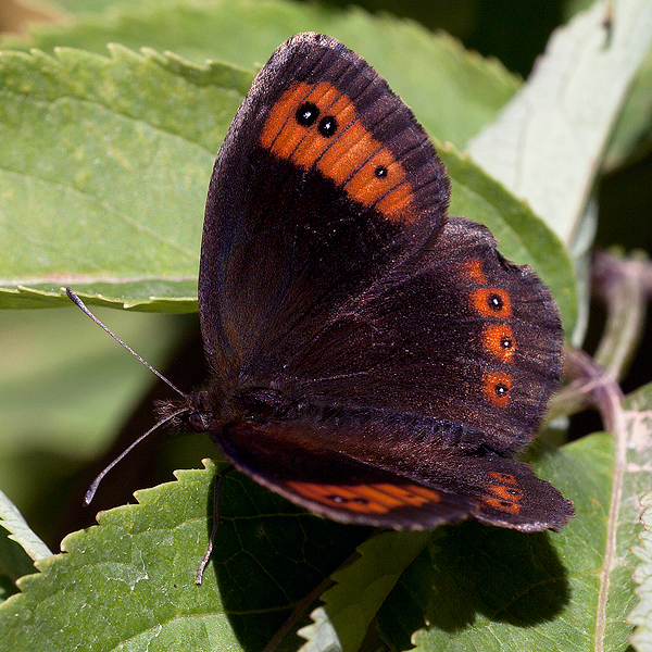 Erebia neoridas