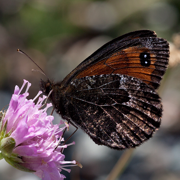 Erebia montana