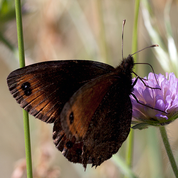 Erebia montana