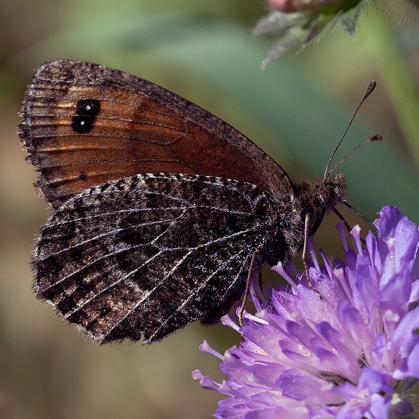 Erebia montana