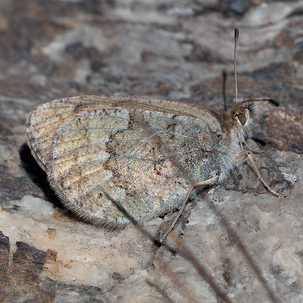 Erebia arvernensis