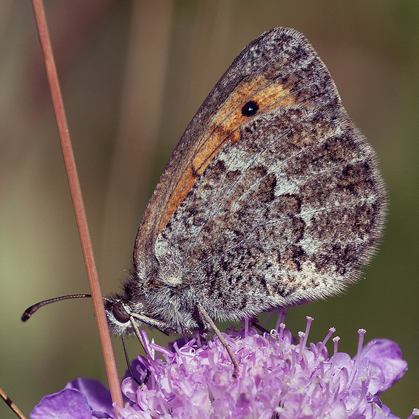 Erebia arvernensis