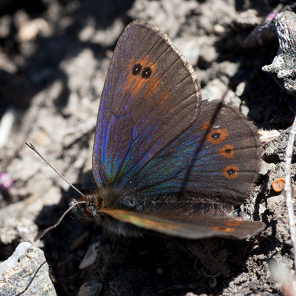 Erebia arvernensis