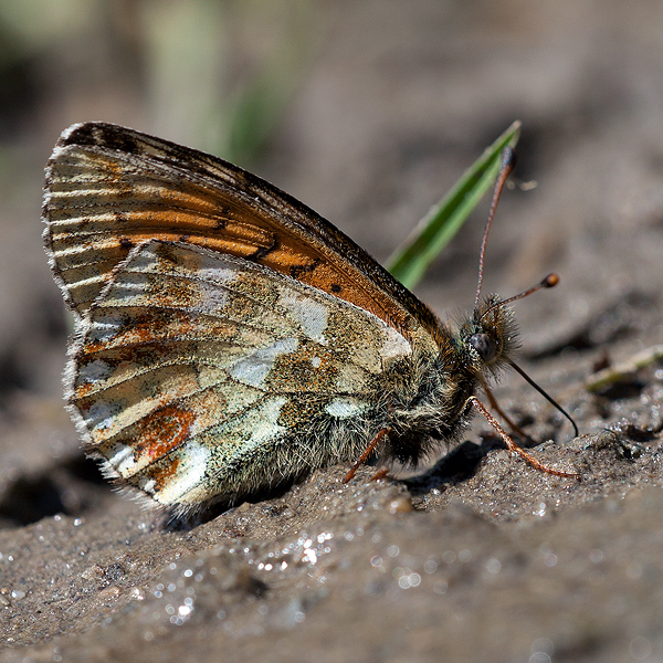 Boloria napaea