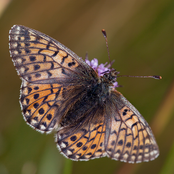 Boloria napaea