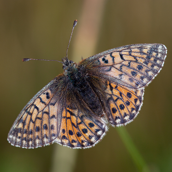 Boloria napaea