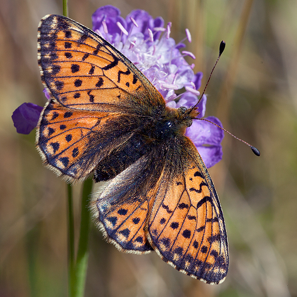 Boloria napaea