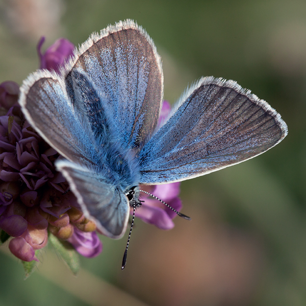 Polyommatus damon