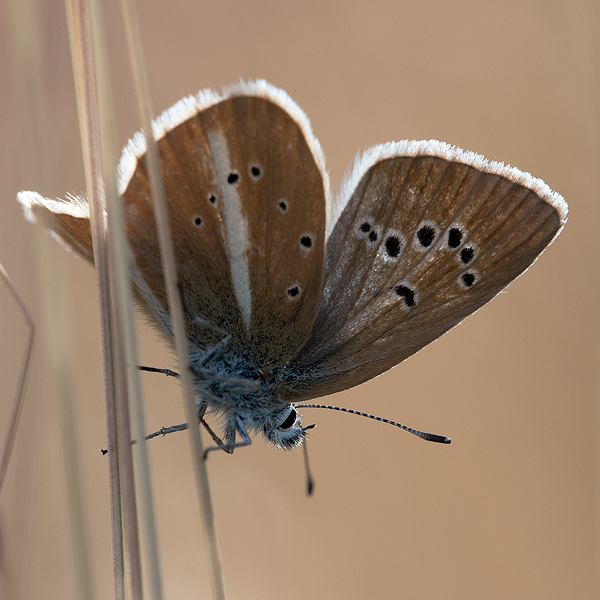 Polyommatus damon