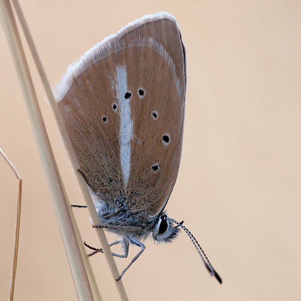 Polyommatus damon