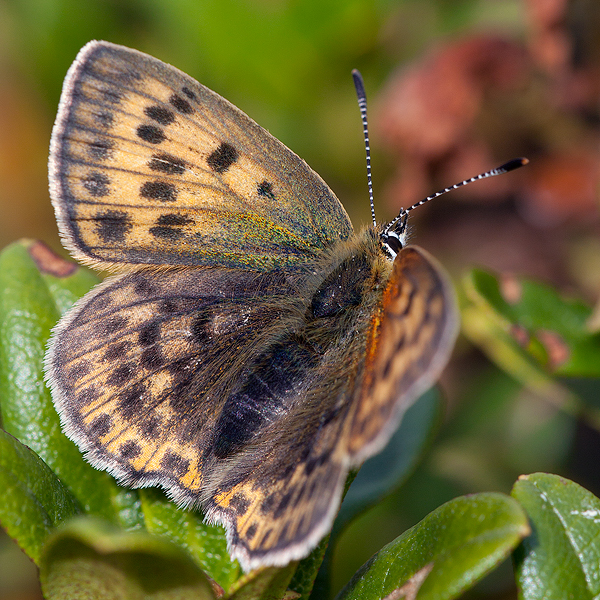 Lycaena virgaureae (montanus)