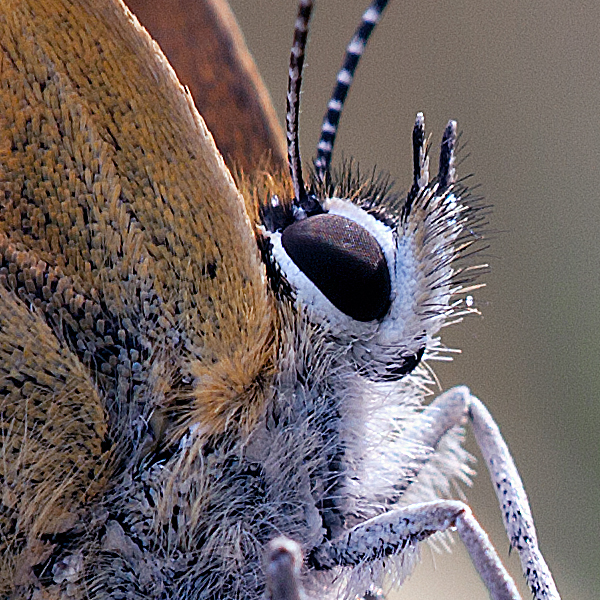 Lycaena virgaureae (montanus)