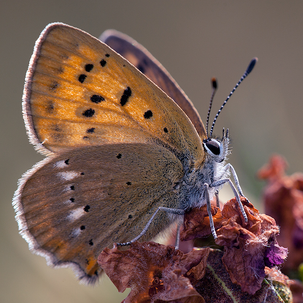 Lycaena virgaureae (montanus)