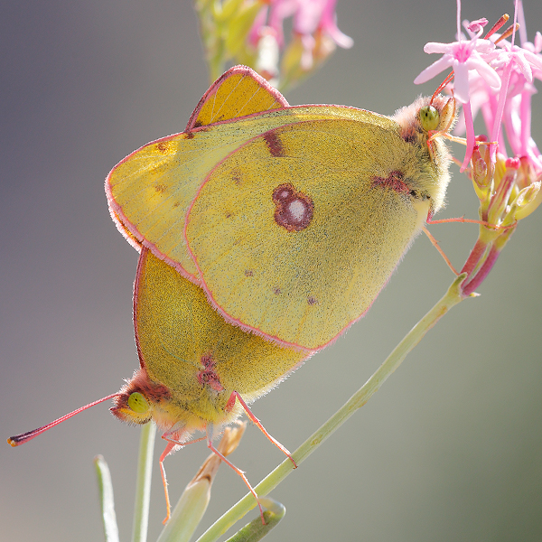 Colias alfacariensis