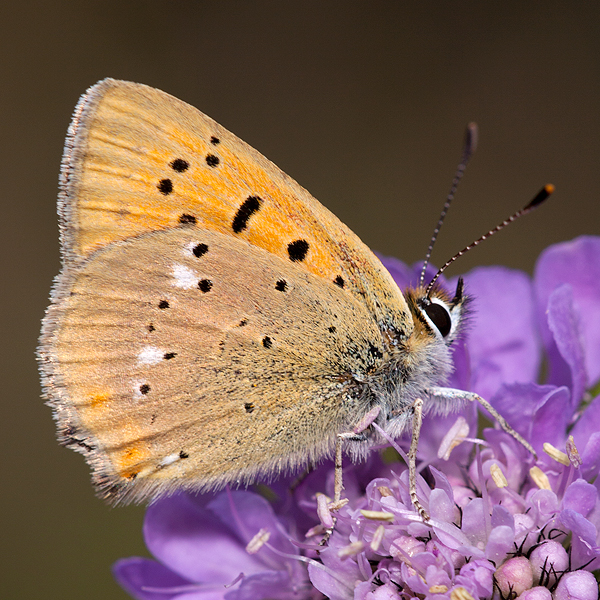 Lycaena virgaureae (montanus)