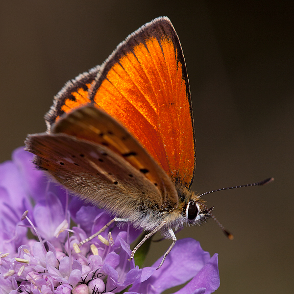 Lycaena virgaureae (montanus)