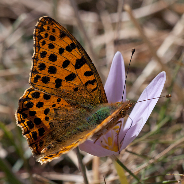 Argynnis niobe