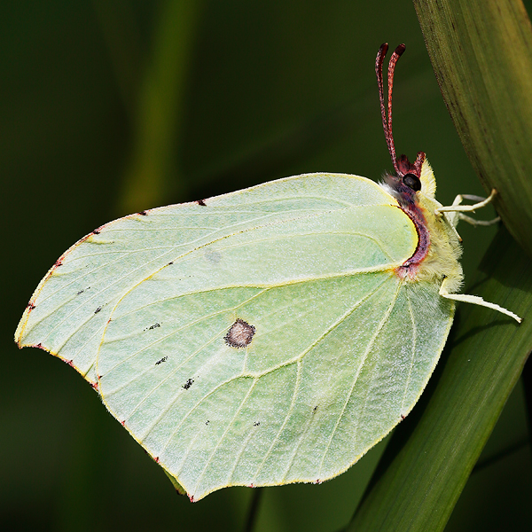 Gonepteryx rhamni