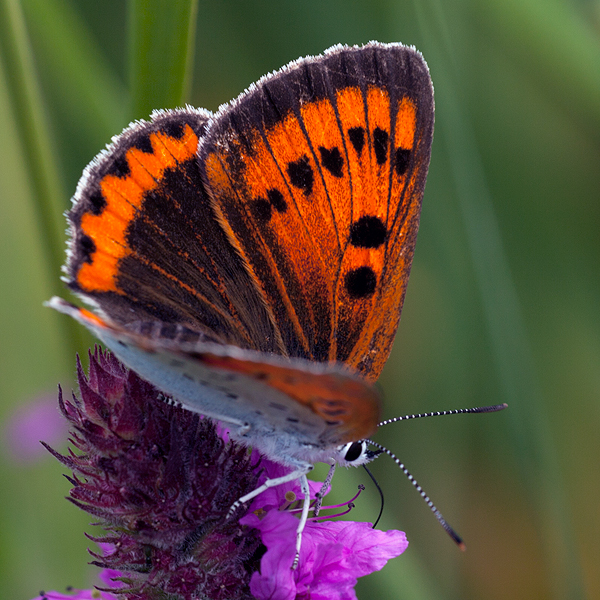 Lycaena dispar (batava)