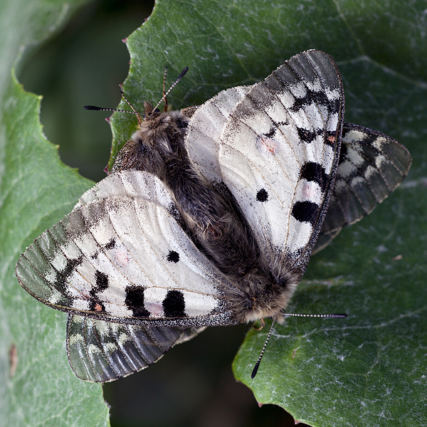 Parnassius phoebus