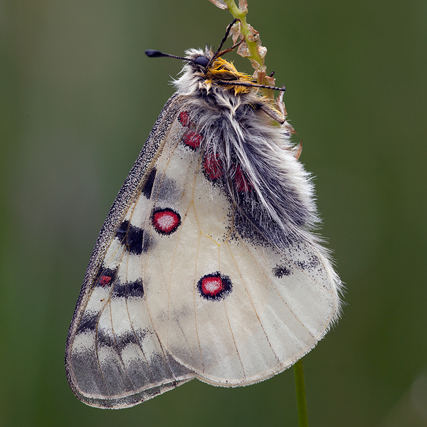 Parnassius phoebus