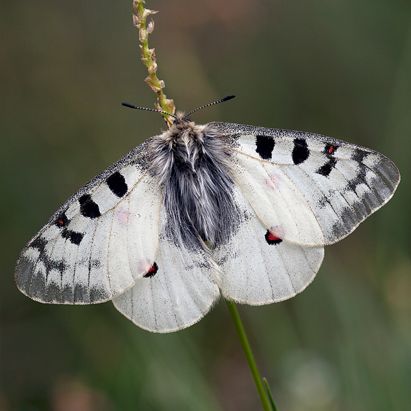 Parnassius phoebus