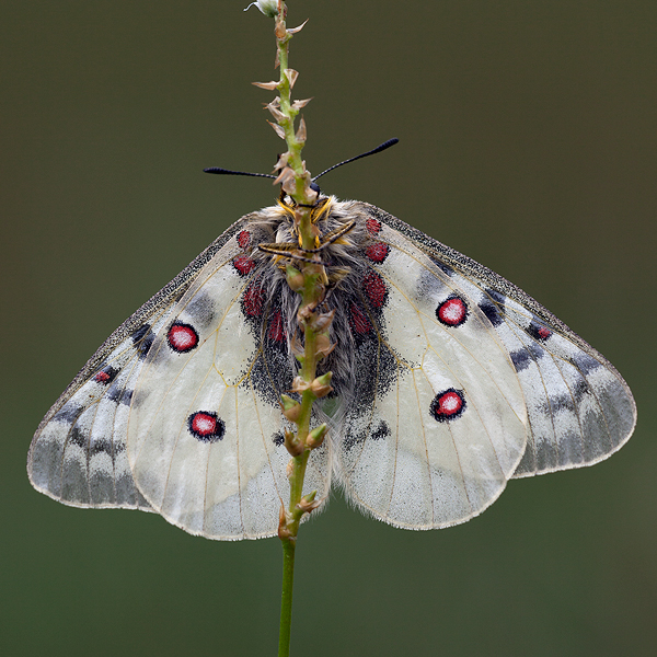 Parnassius phoebus