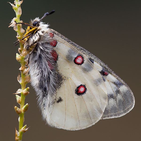 Parnassius phoebus