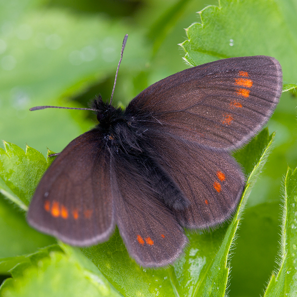 Erebia pharte