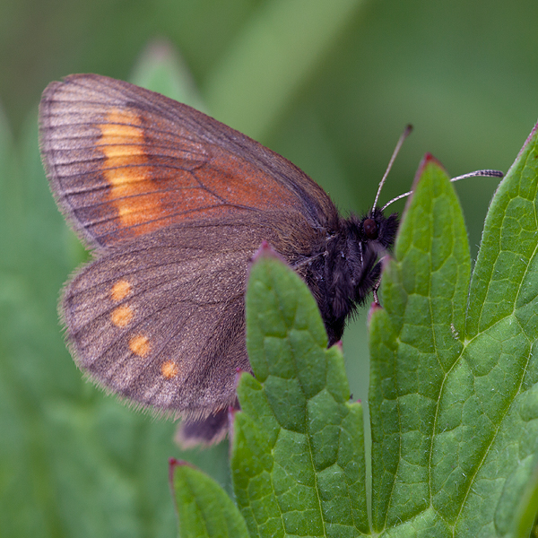 Erebia pharte