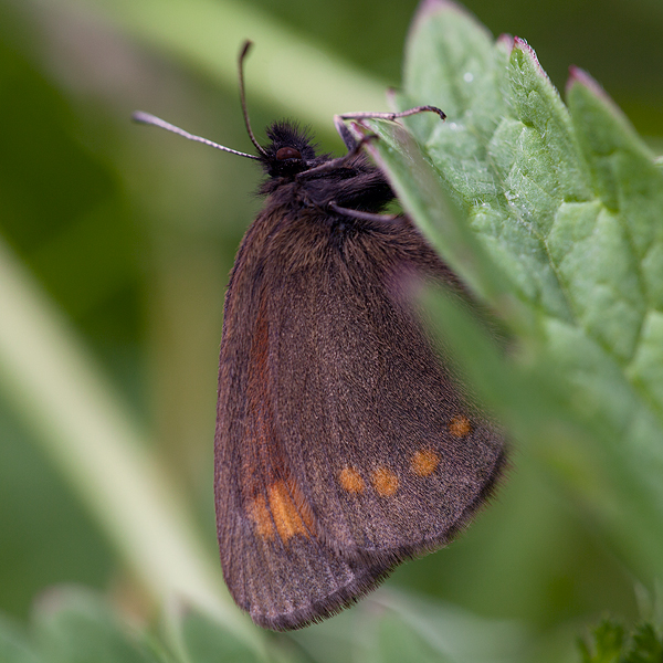 Erebia pharte