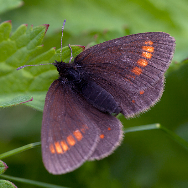 Erebia pharte