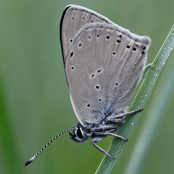 Lycaena hippothoe (eurydame)