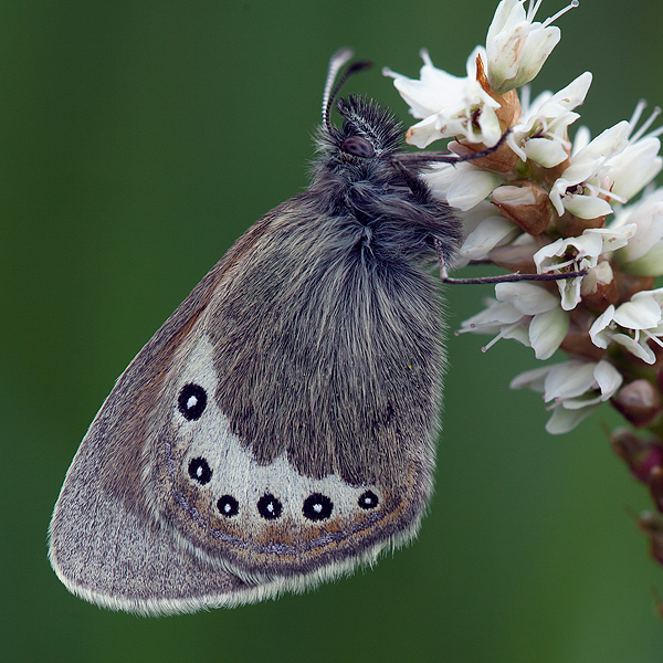 Coenonympha gardetta