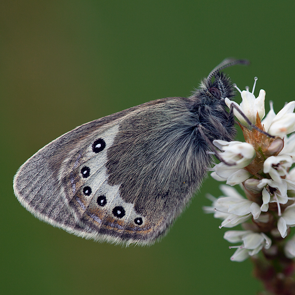 Coenonympha gardetta