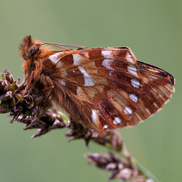 Boloria pales